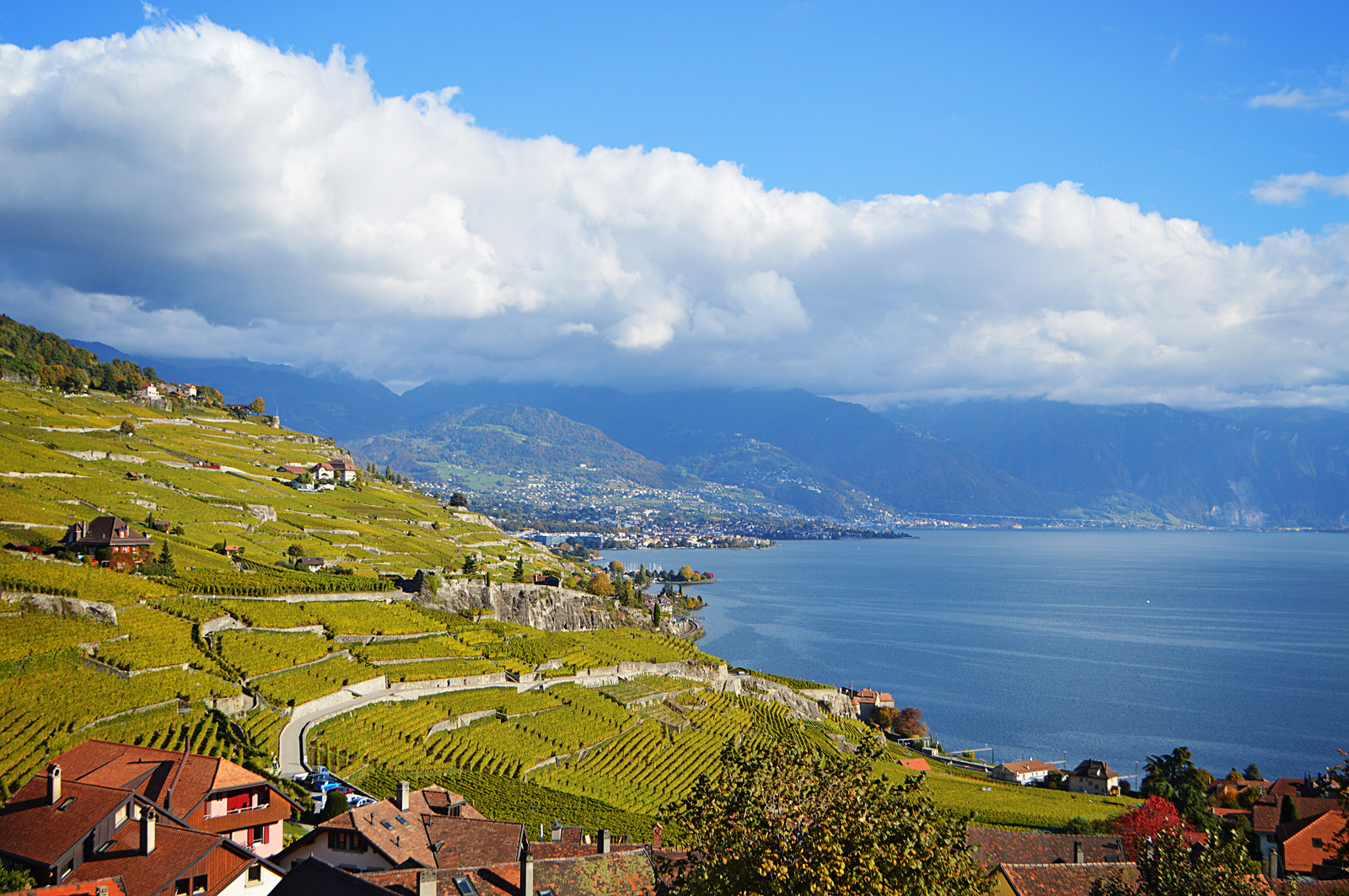 Lavaux
